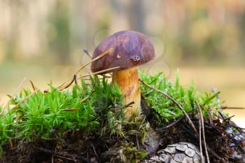 boletus mushroom in wet autumn coniferous forest