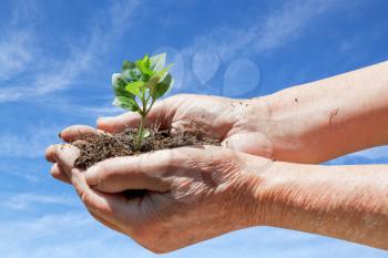 old man hands with handful soil and green sprout on blue sky background