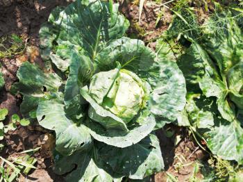 cabbage (brassica oleracea) in garden in summer day