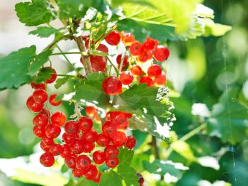 cluster of red currant berries close up on green bush in garden in summer day