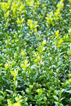 green wet foliage of buxus bush after rain