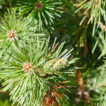 green sprigs of pine tree close up in forest