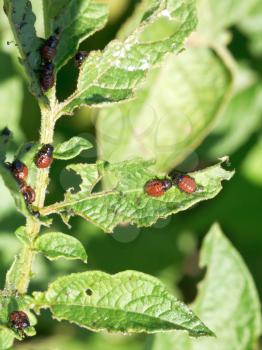 colorado beetle larva in potatoes leaves in garden