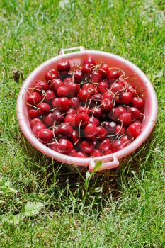 bowl with ripe red cherries on a green lawn
