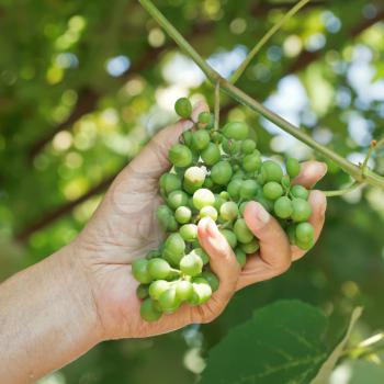 male hand holds bunch of sour grapes in vineyard