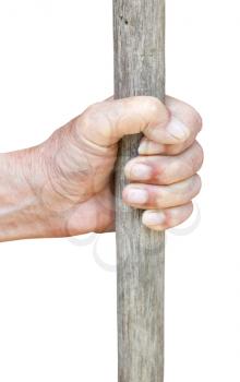male hand holds old wooden stick isolated on white background