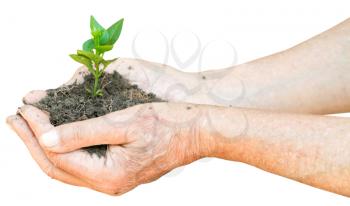 soil and green sprout in male hands isolated on white background