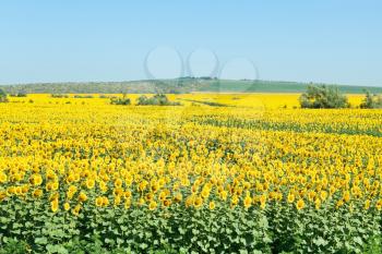 sunflower fields in hills of the Caucasus in summer