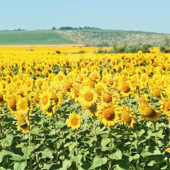 sunflower plantation in hills of the Caucasus in summer