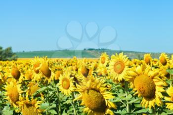 sunflower flowers on field in Caucasus region in summer day