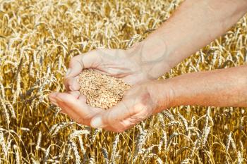 old man hands hold handful with seeds on wheat field background