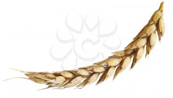 ear of ripe wheat isolated on white background
