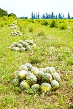 heaps of ripe watermelons on melon field in summer