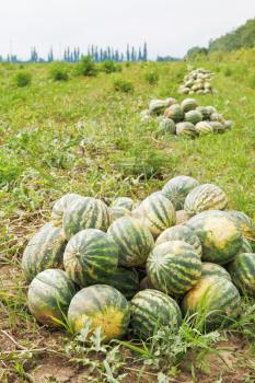 harvesting of ripe watermelons on melon field in summer