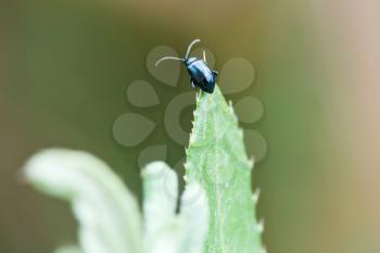 alder leaf beetle (Agelastica alni) on blade of grass close up