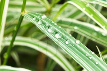 rain drops on green leaves of carex morrowii japonica close up