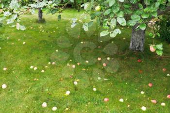 ripe apples lie on green grass under apple tree in summer