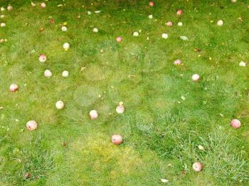 fallen ripe apples lie on green lawn in summer day