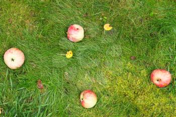few fallen ripe apples lie on green grass in summer day