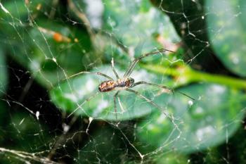 spider on cobweb between buxus leaves after rain