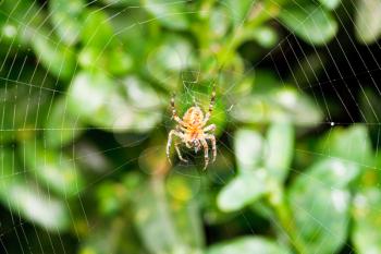 spider on cobweb over boxwood leaves in summer day