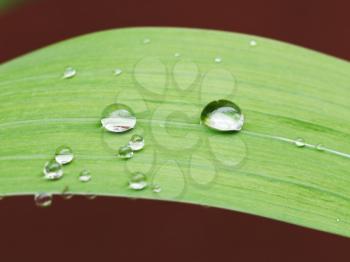 raindrops on green leaf of iris plant close up after rain
