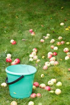 picking ripe apples in bucket in fruit orchard in summer day