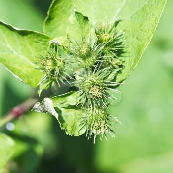 prickly heads of Arctium lappa (greater burdock) plant close up in summer day