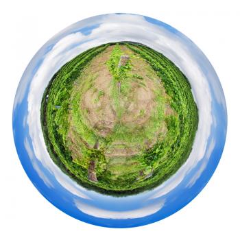 little planet - spherical view of green vineyard and olive trees on hill slope in Etna region, Sicily isolated on white background