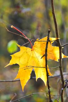 last yellow fallen maple leaf on twig in autumn forest