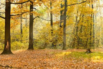 forest glade illuminated by sunbeams in autumn