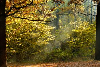 sun beams through foliage in autumn forest