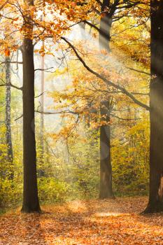 sun rays lit glade in autumn forest in sunny day