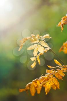 sun lit yellow leaves in autumn forest