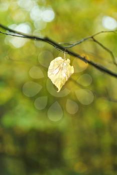last fallen birch leaf on twig in autumn forest
