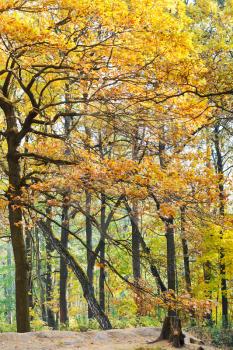 yellow and orange oak trees in autumn forest
