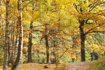 yellow autumn birch and oak forest in sunny day