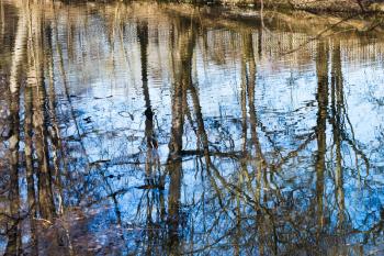 naked trees reflection in pond water in spring day
