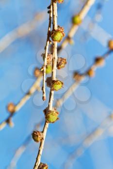 young cones on larch tree branch close up in spring forest