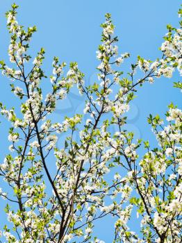 many sprigs of blossoming cherry on blue sky background