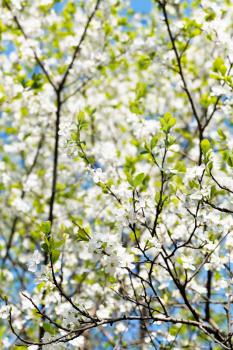 cherry twig and white blooming cherry tree crown in sunny spring day