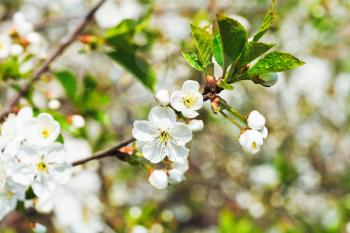 sprig with white cherry blossoms in spring