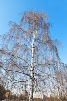 bare birch tree in early spring day under blue sky
