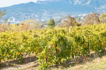 vineyard in Massandra region of south coast of Crimea in autumn