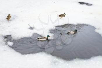wild ducks in water of frozen river in cold winter day