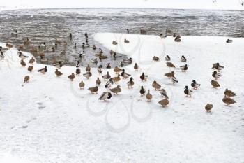flock of ducks on ice in frozen lake in cold winter day
