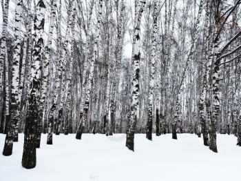 the edge of snowy birch woods in winter