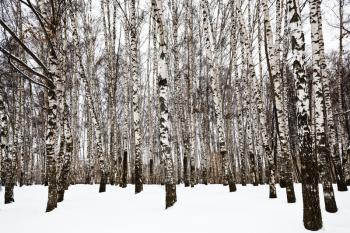 bare birch trunks in urban park in winter