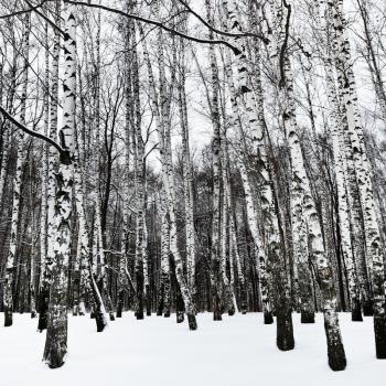 snowy white birchwood in cold winter day