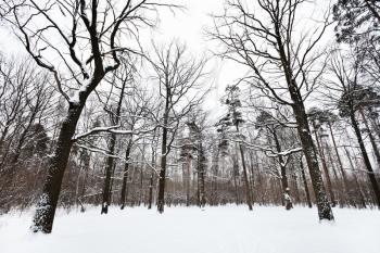 snow covered oaks and pine trees on glade of winter forest